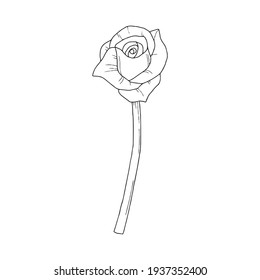 Flor de rosa única - dibujo de línea ilustración vectorial de fondo blanco