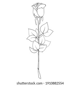 Single Rose Flower, Plant With Stem And Leaves On White Background. Blooming Bud, Thorns, Black Outline Hand Drawn Sketch. Vector For Holiday, Gift, Plant, Nature Illustration, Coloring Book.