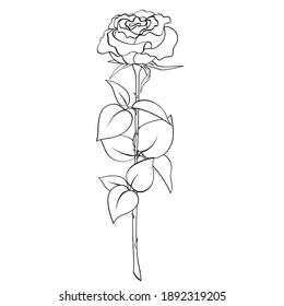 Single rose flower with stem and leaves isolated on white background. Blooming bud, thorns, black outline hand drawn sketch. Vector for congratulation, gift, plant, nature illustration, coloring book.