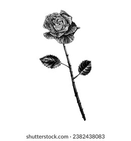 single rose hand drawing vector isolated on white background.
