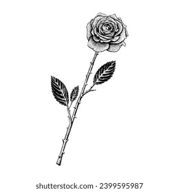 single rose hand drawing vector isolated on white background.