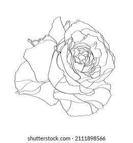 Single Rose Isolated On White	