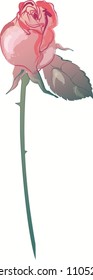 Single Rose on long stem rose and red colors with one leaf