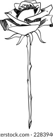 Single rose on stem with thorns sketch style doodle black lineart on white background 