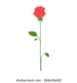 Single rose on white background. Cartoon. Vector.