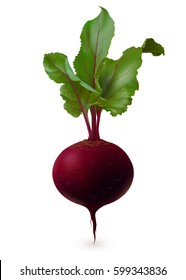 Single round dark red beet root with leaves isolated on white background. Vertical realistic vector illustration.