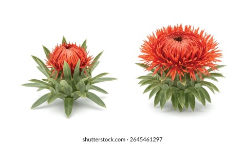 A Single Safflower Bud and a Fully Bloomed Safflower Side by Side, Vivid Colors, Placed Neatly on a Pure White Background
