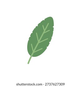 Single Sage Leaf Closeup, Flat Green Vector Illustration, Minimal Leaf Icon