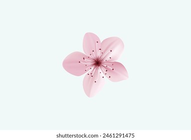 Single Sakura Flower Blossom on White Background