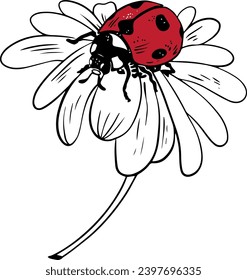 Sencillo de ladybug rojo de estilo de esbozo en la ilustración de flor de margarita con lino negro aislado en fondo blanco
