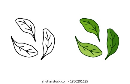 Single spinach leaves, doodle icons set. Linear and color version. Black simple illustration of ingredient for salad. Contour isolated vector pictogram on white background
