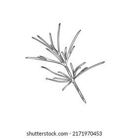 Single sprig of cumin with narrow leaves, hand drawn sketch or engraved vector illustration isolated on white background. Botanically accurate image of cumin herbal plant.