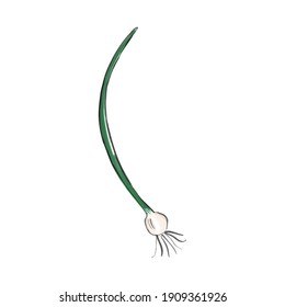 Single spring onion isolated on white. Vector cartoon hand drawn illustration