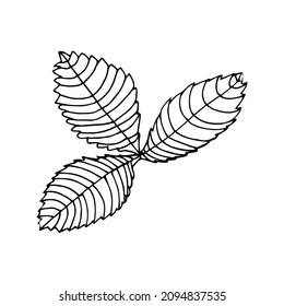 Single strawberry leaf icon. Hand drawn vector illustration in doodle style outline drawing isolated on white background.