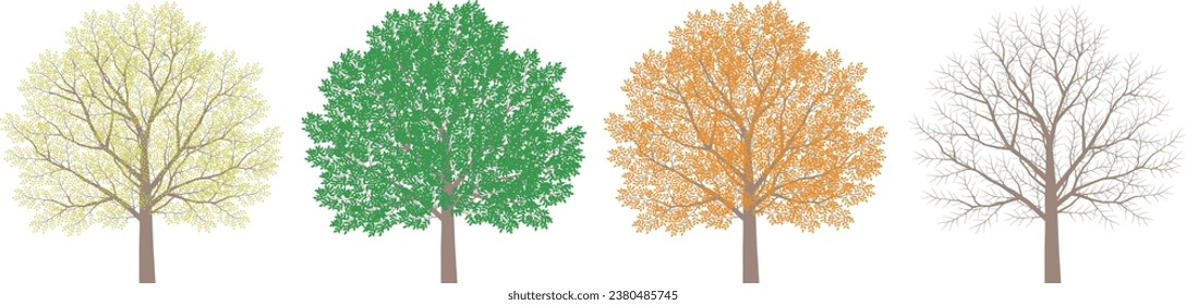 A single tree. Changes in leaves during the four seasons. Illustration 