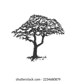 Single tree hand drawn with little bush rough pencil sketch illustration. Design drawing tree concept for logo and other. Silhouette black tree hand drawn vector.