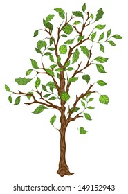 Single tree with leaves. Isolated on white background.