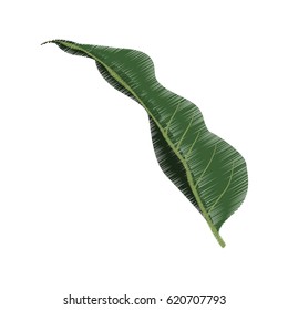 single tropical leaf icon image 