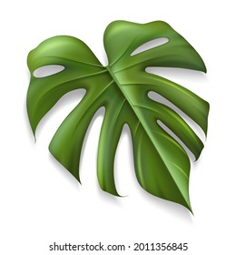 Single Tropical Leaf Monstera Plant isolated on white background, Vector illustration