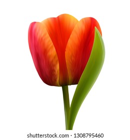 Single tulip flower on white background, realistic red flower, vector illustration, EPS10