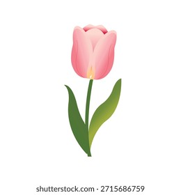 Uma única flor de tulipa. Uma paleta de cores de primavera vibrante, mas natural, tons pastel macio, em um fundo branco.