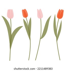 A Single Tulip Illustration Set