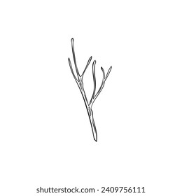 Single twig of plant monochrome engraving or sketch style icon vector illustration isolated on white background. Plant as chamomile stem or branch image.