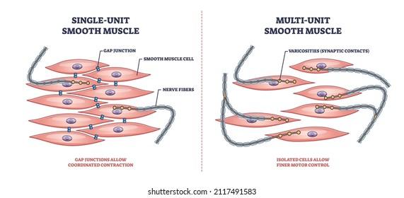 Single unit vs multi unit smooth muscle structure differences outline diagram. Labeled educational scheme with gap junction contraction and motor control vector illustration. Digestive tract cells. - Shutterstock ID 2117491583
