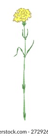 Single Upright Yellow Carnation Stem Vector