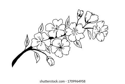 Single vector hand drawn branch of blooming cherry tree. Coloring page