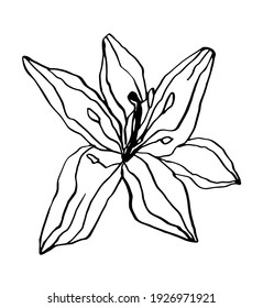 ilustración vectorial única de una flor. Arte de línea, botánica de doodle