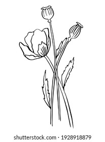 single vector illustration of a poppy flower. Line art, doodle botany
