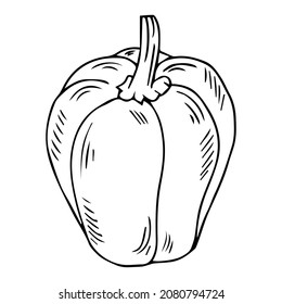 Single vector illustration of a sweet pepper with a stalk close-up. Monochrome illustration of a vegetable on a white background. Isolated object for your design.