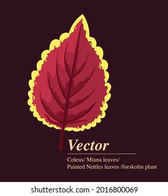 Single vector leaf of Plectranthus scutellarioides, coleus or Miyana or Miana or in latin Coleus Scutellaricides, is a species of flowering plant in the family of Lamiaceae and herbs remedies