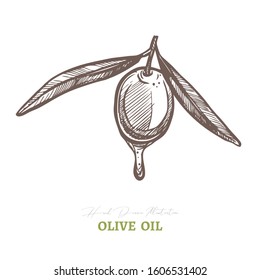 Single vector olive with leaves and oil drop. Mediterranean italian or greek food  agriculture ingredient. Hand drawn sketch illustration in etching or engraved style
