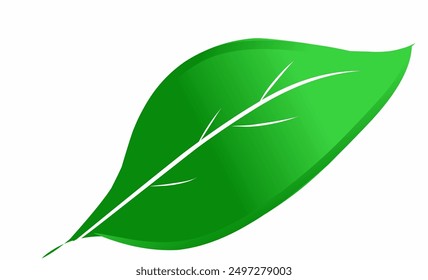 A single, vibrant green leaf with a pointed tip.