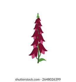 A single, vibrant maroon foxglove flower is depicted against a clean white background, offering a botanical illustration perfect for nature-themed designs and decorative elements.