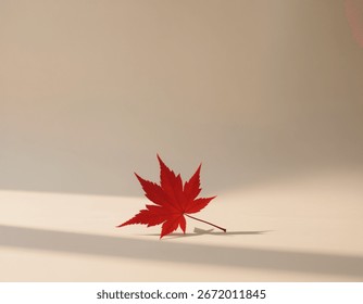 a single, vibrant red maple leaf (Acer rubrum) resting on a smooth