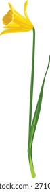 Uma única flor de narciso amarelo vibrante com um tronco e folha verde, isolada em um fundo branco.