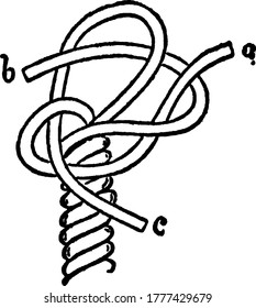 A Single Wall Knot, vintage line drawing or engraving illustration.