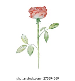 Single watercolor red rose isolated on white background.