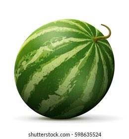 Single watermelon fruit close up. Raw melon isolated on white background. Vector illustration