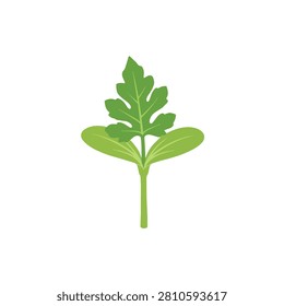 Single Watermelon Seedling with First True Leaf and Cotyledons Isolated on White Background