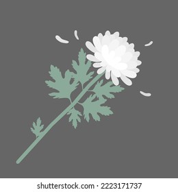 A single white chrysanthemum mourning. Chrysanthemum is used to show condolences at funerals in Korea.