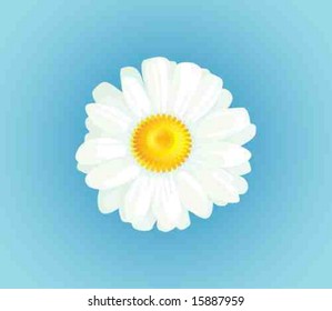 Single white daisy (chamomile)