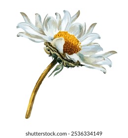 single white daisy with a vibrant yellow center and green stem, isolated on a white background. Perfect for nature-themed designs, botanical art, and floral decorations.
