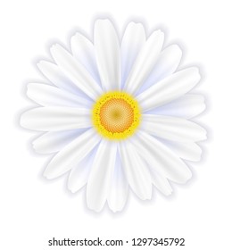 A single white flower, a daisy on a white background, vector illustration, EPS10