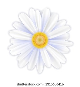 A single white flower, a daisy on a white background, vector illustration, EPS10