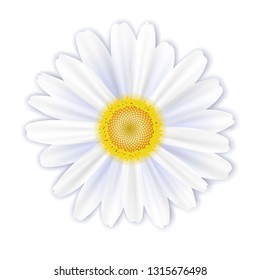 A single white flower, a daisy on a white background, vector illustration, EPS10