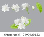 Single white jasmine flower, Thai jasmine, Mother